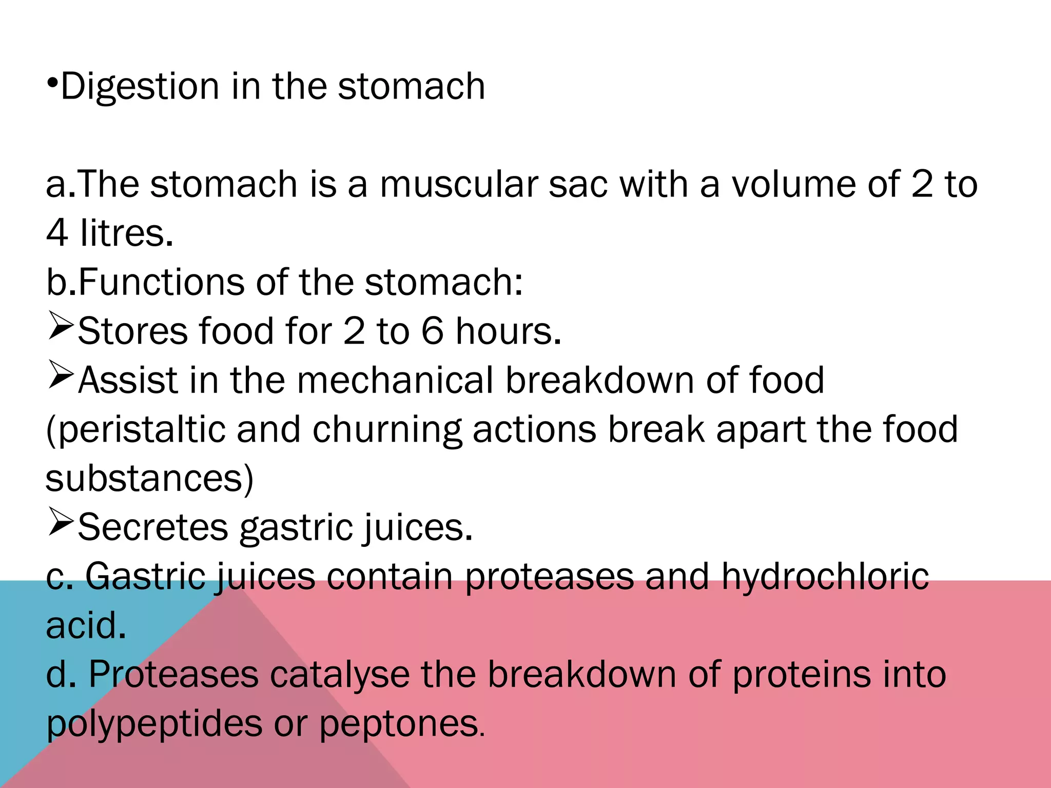 •Digestion in the stomach
a.The stomach is a muscular sac with a volume of 2 to
4 litres.
b.Functions of the stomach:
Stores food for 2 to 6 hours.
Assist in the mechanical breakdown of food
(peristaltic and churning actions break apart the food
substances)
Secretes gastric juices.
c. Gastric juices contain proteases and hydrochloric
acid.
d. Proteases catalyse the breakdown of proteins into
polypeptides or peptones.
 
