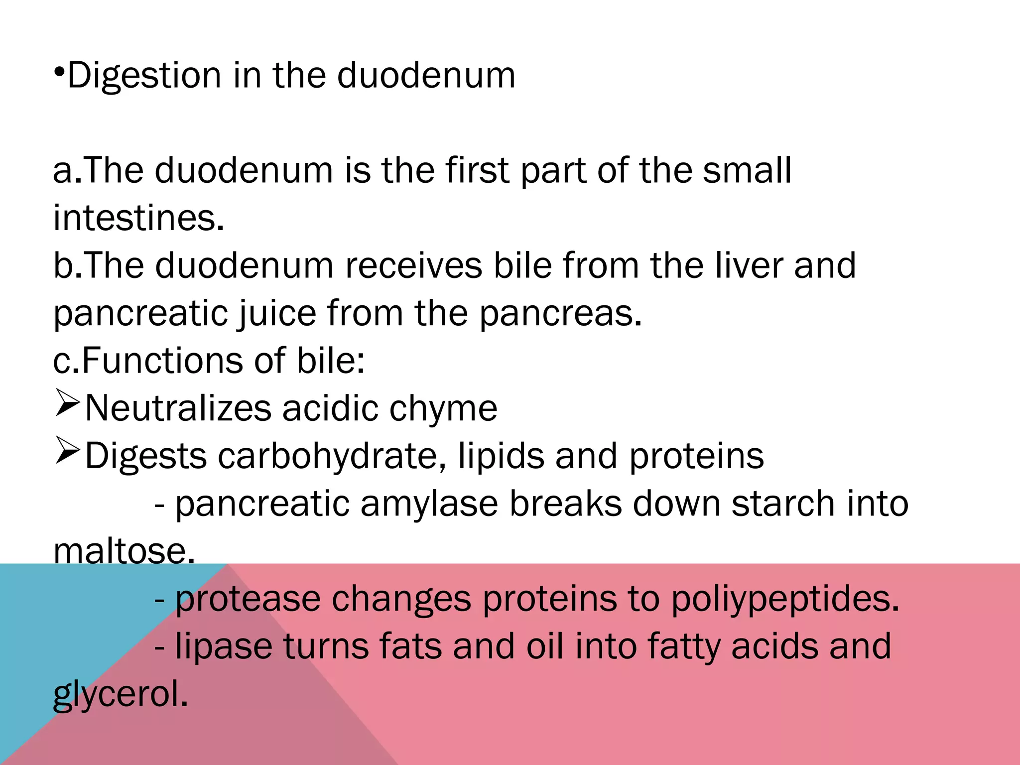 •Digestion in the duodenum
a.The duodenum is the first part of the small
intestines.
b.The duodenum receives bile from the liver and
pancreatic juice from the pancreas.
c.Functions of bile:
Neutralizes acidic chyme
Digests carbohydrate, lipids and proteins
- pancreatic amylase breaks down starch into
maltose.
- protease changes proteins to poliypeptides.
- lipase turns fats and oil into fatty acids and
glycerol.
 