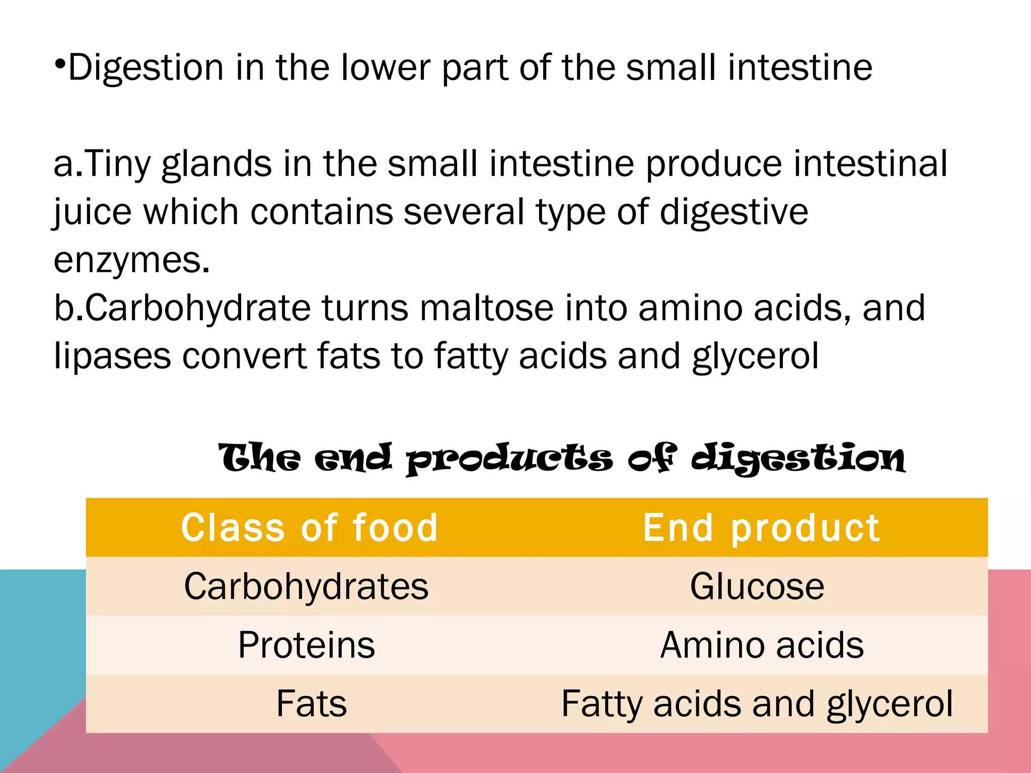 •Digestion in the lower part of the small intestine
a.Tiny glands in the small intestine produce intestinal
juice which contains several type of digestive
enzymes.
b.Carbohydrate turns maltose into amino acids, and
lipases convert fats to fatty acids and glycerol
Class of food End product
Carbohydrates Glucose
Proteins Amino acids
Fats Fatty acids and glycerol
The end products of digestion
 