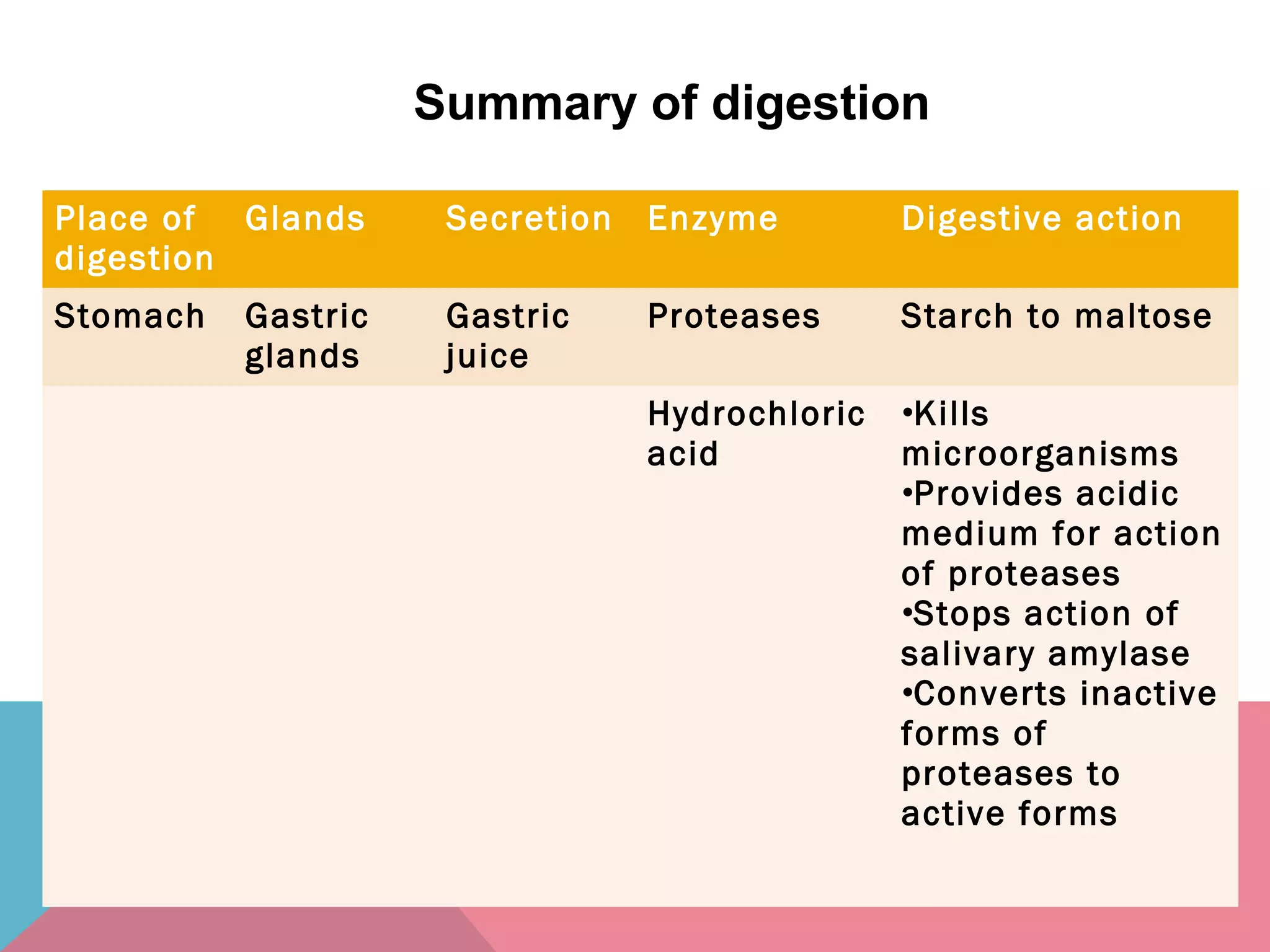 Place of
digestion
Glands Secretion Enzyme Digestive action
Stomach Gastric
glands
Gastric
juice
Proteases Starch to maltose
Hydrochloric
acid
•Kills
microorganisms
•Provides acidic
medium for action
of proteases
•Stops action of
salivary amylase
•Converts inactive
forms of
proteases to
active forms
Summary of digestion
 