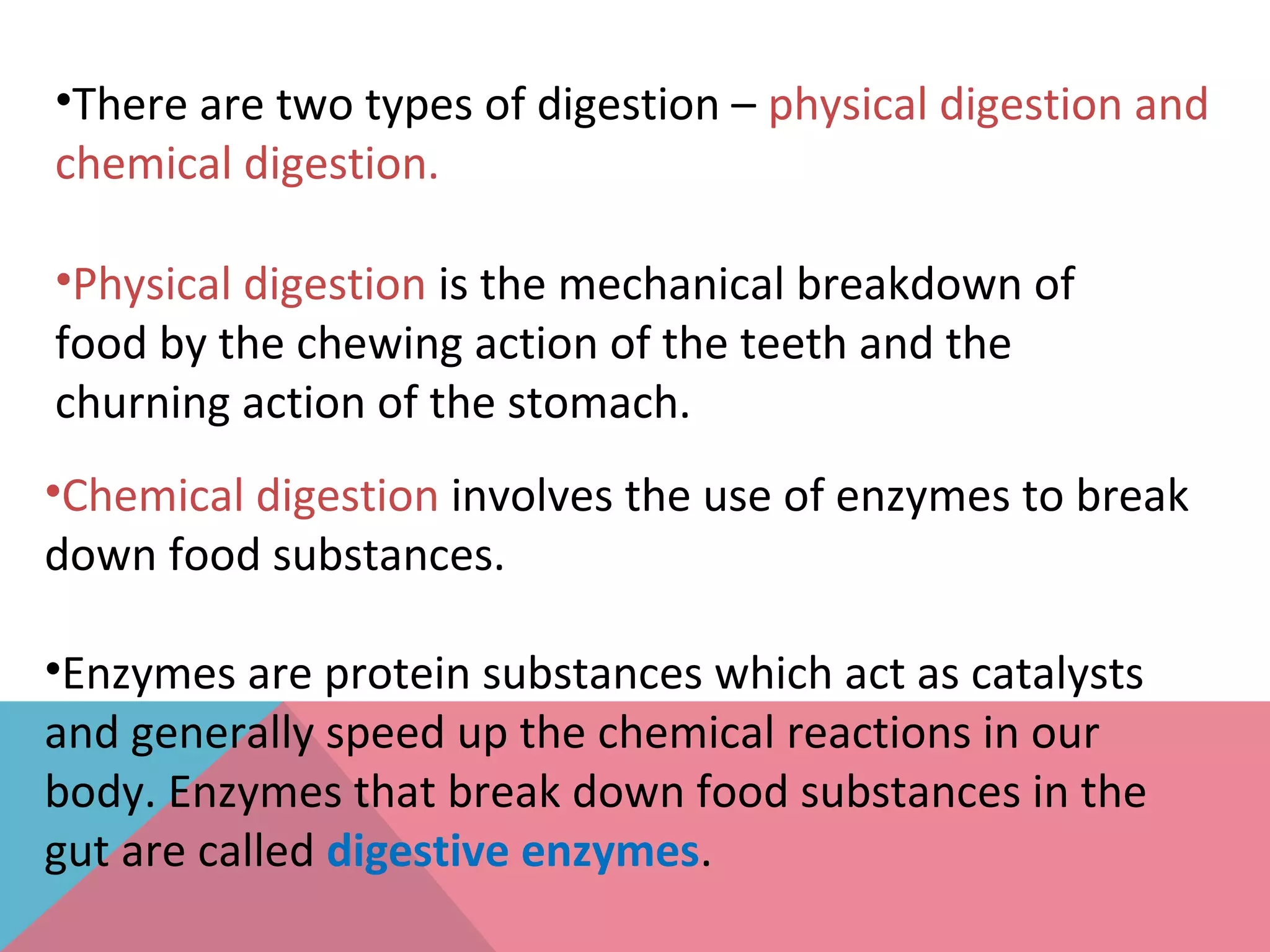 •There are two types of digestion – physical digestion and
chemical digestion.
•Physical digestion is the mechanical breakdown of
food by the chewing action of the teeth and the
churning action of the stomach.
•Chemical digestion involves the use of enzymes to break
down food substances.
•Enzymes are protein substances which act as catalysts
and generally speed up the chemical reactions in our
body. Enzymes that break down food substances in the
gut are called digestive enzymes.
 