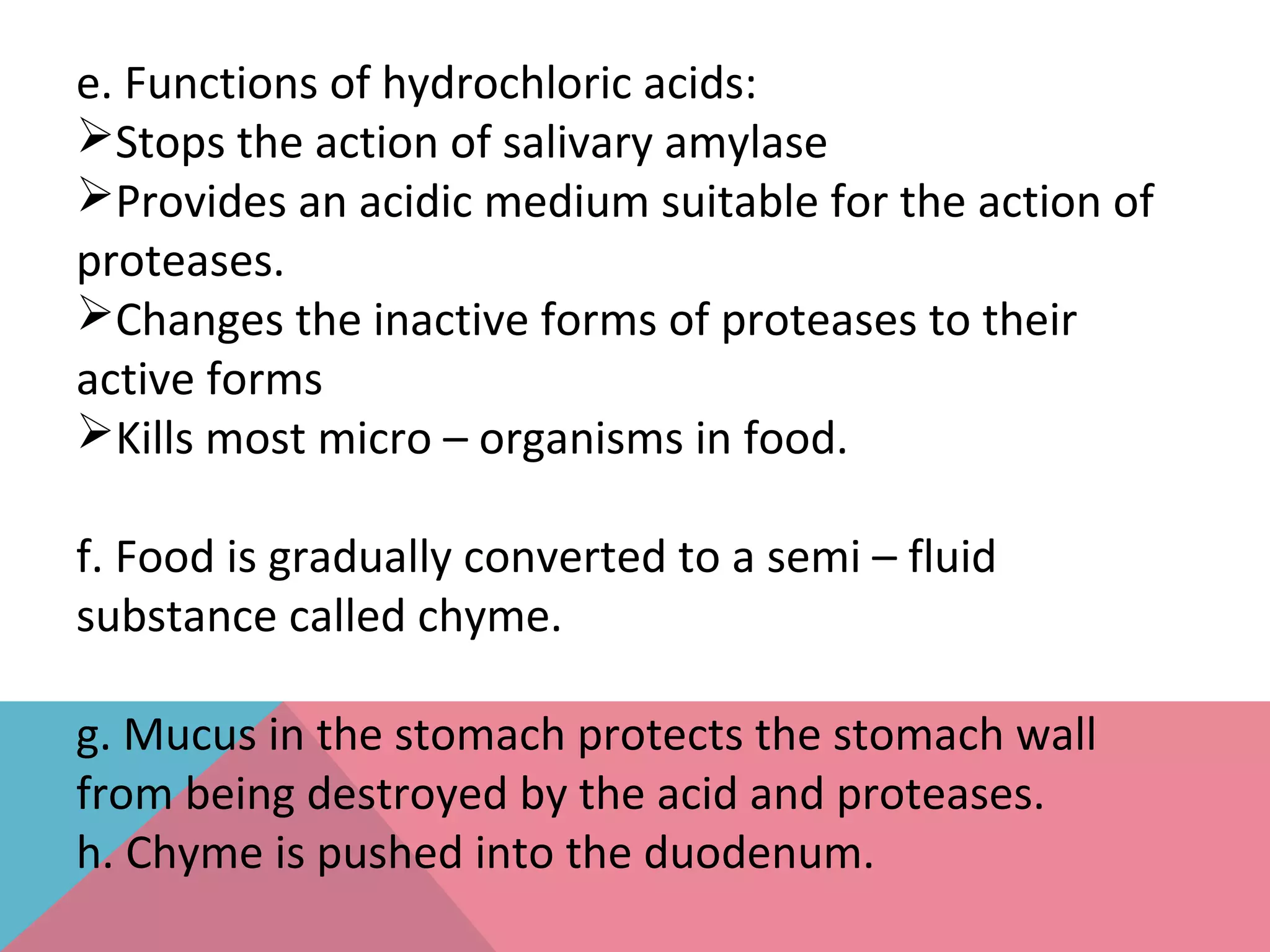 e. Functions of hydrochloric acids:
Stops the action of salivary amylase
Provides an acidic medium suitable for the action of
proteases.
Changes the inactive forms of proteases to their
active forms
Kills most micro – organisms in food.
f. Food is gradually converted to a semi – fluid
substance called chyme.
g. Mucus in the stomach protects the stomach wall
from being destroyed by the acid and proteases.
h. Chyme is pushed into the duodenum.
 