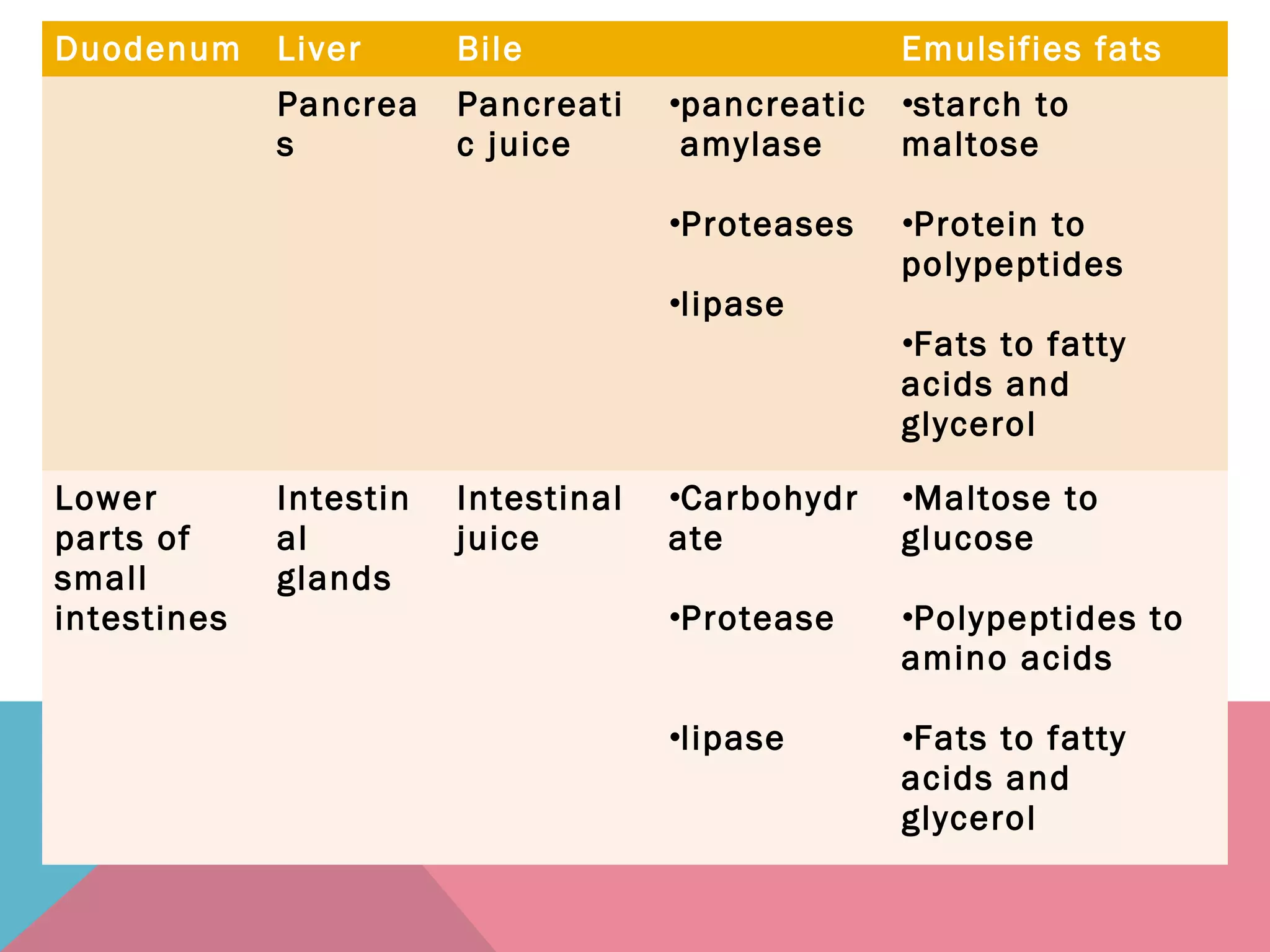 Duodenum Liver Bile Emulsifies fats
Pancrea
s
Pancreati
c juice
•pancreatic
amylase
•Proteases
•lipase
•starch to
maltose
•Protein to
polypeptides
•Fats to fatty
acids and
glycerol
Lower
parts of
small
intestines
Intestin
al
glands
Intestinal
juice
•Carbohydr
ate
•Protease
•lipase
•Maltose to
glucose
•Polypeptides to
amino acids
•Fats to fatty
acids and
glycerol
 