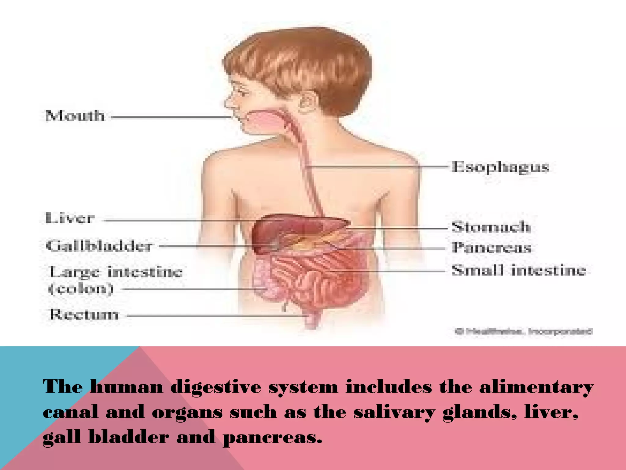 The human digestive system includes the alimentary
canal and organs such as the salivary glands, liver,
gall bladder and pancreas.
 