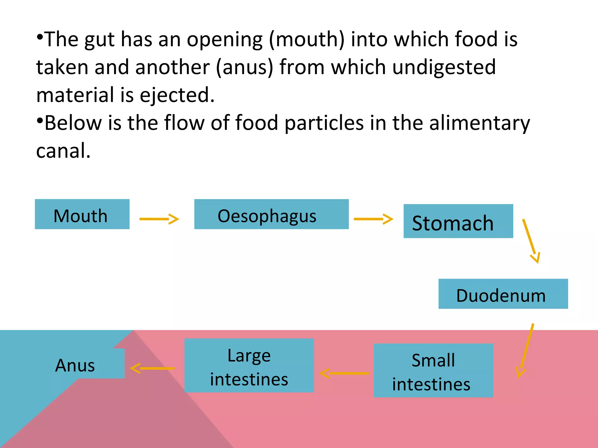 •The gut has an opening (mouth) into which food is
taken and another (anus) from which undigested
material is ejected.
•Below is the flow of food particles in the alimentary
canal.
Mouth Oesophagus Stomach
Anus
Large
intestines
Small
intestines
Duodenum
 