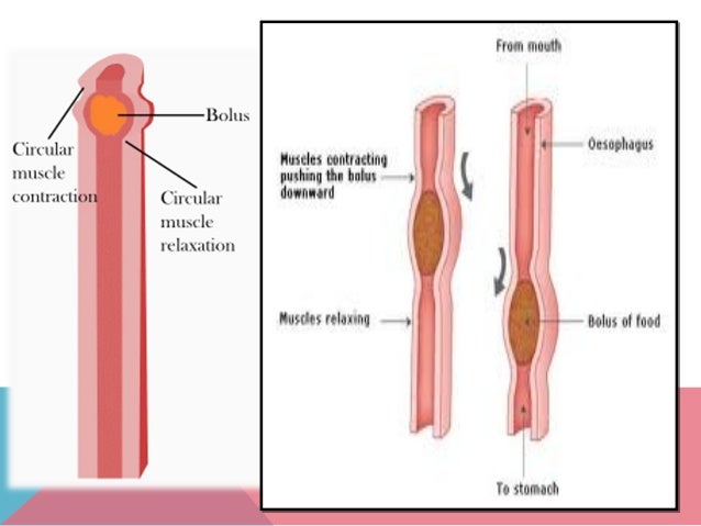 Digestive system 3.3 (m2)