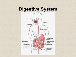 Digestive System
 