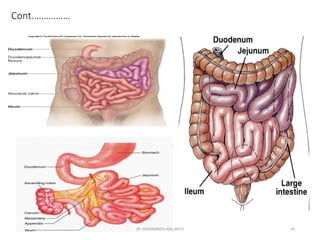 Intestine Chart.pdf digestive system Anatomy.pdf