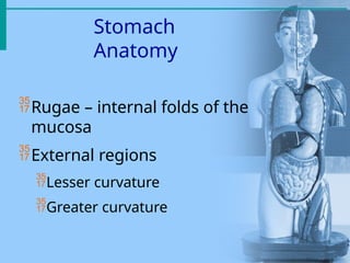 Anatomy and physiology of the digestive system | PPTX