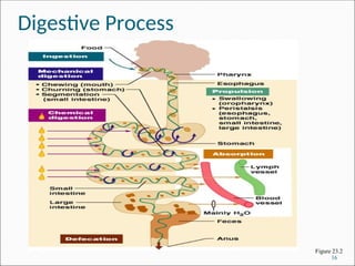 Digesive Process Digestive system anatomy (Department of clinical medicine and surgery ...