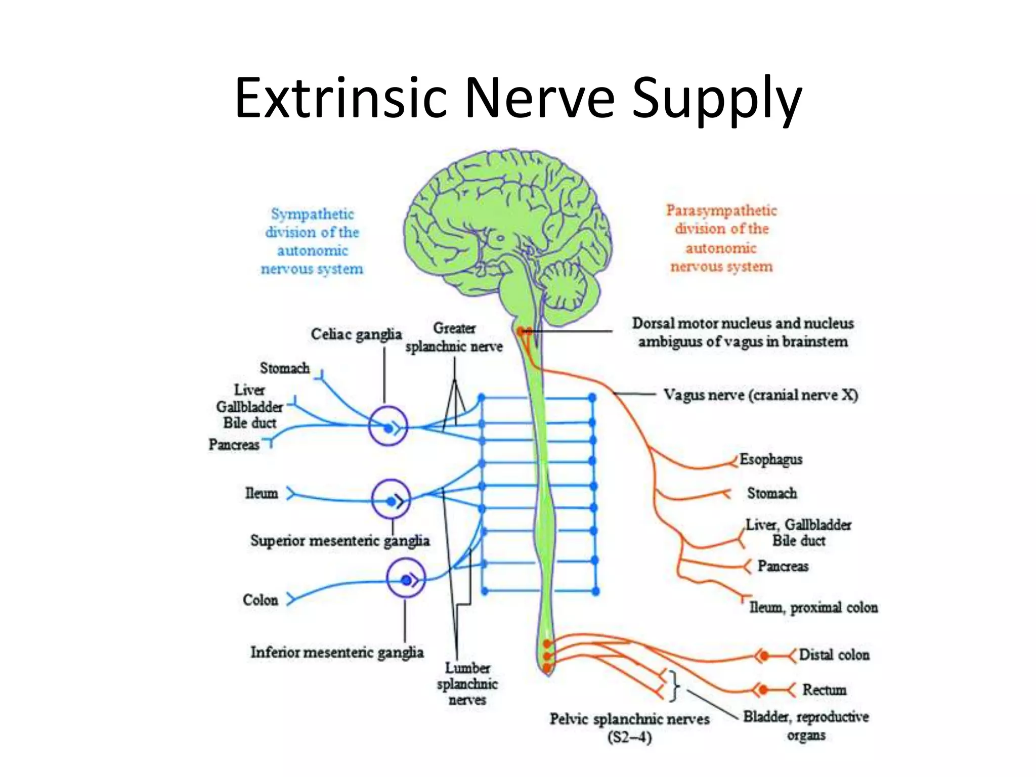 Extrinsic Innervation Digestive system anatomy and physiology | PPTX