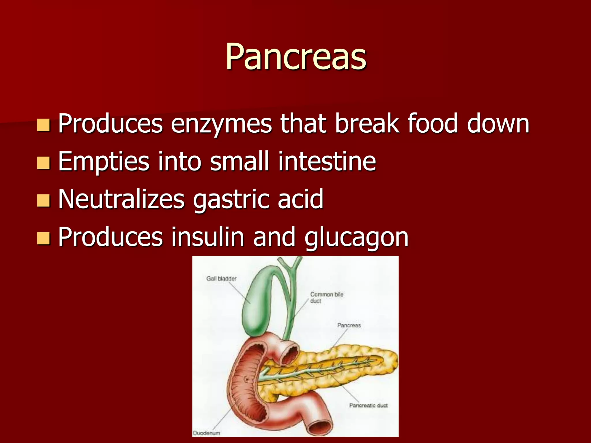 Digestive System Anatomy and Physiology.ppt