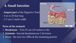 Human Intestinal Length Digestive System_Anatomy and Physiology.pptx