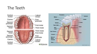 Digestive system anatomy clinic | PPTX