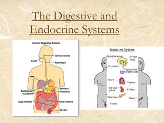 The Digestive and Endocrine Systems 