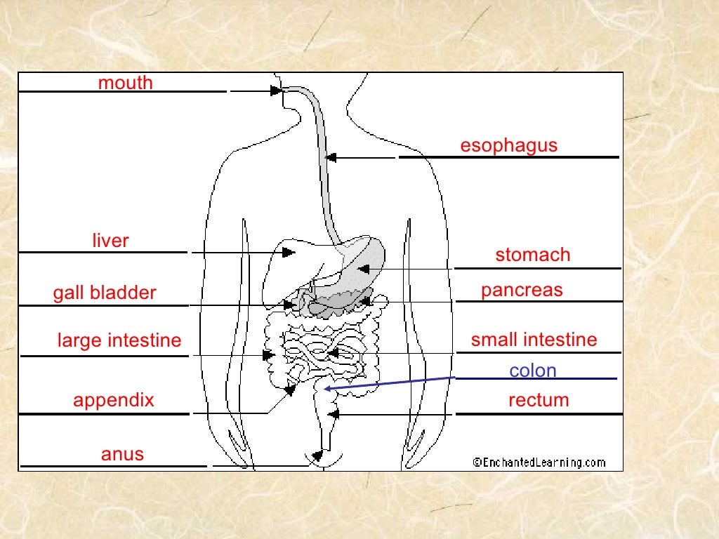 Digestive System And Endocrine