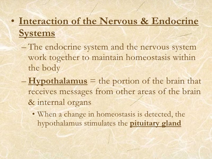 How does the endocrine system help maintain homeostasis?