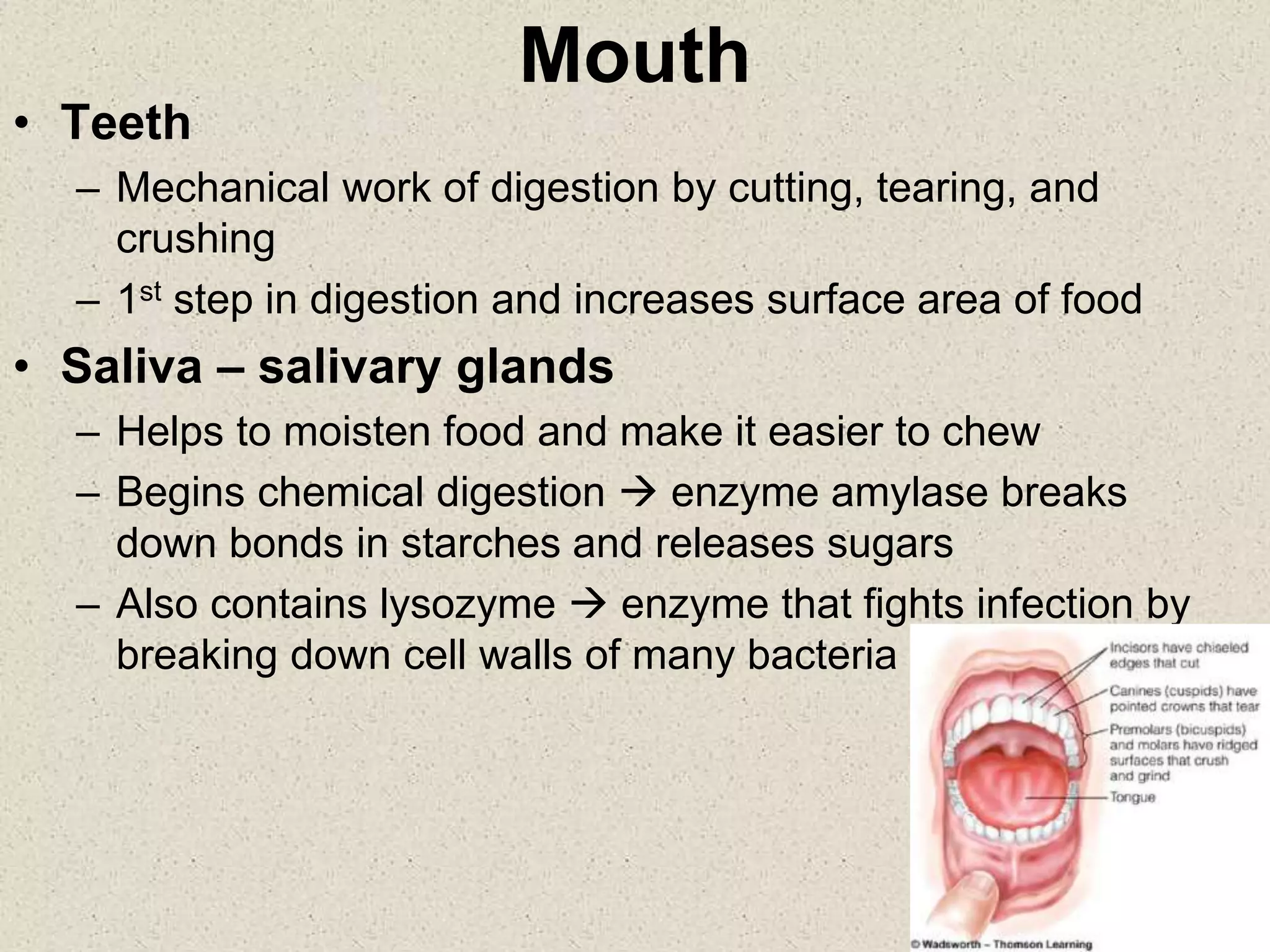 Mouth
• Teeth
– Mechanical work of digestion by cutting, tearing, and
crushing
– 1st step in digestion and increases surface area of food
• Saliva – salivary glands
– Helps to moisten food and make it easier to chew
– Begins chemical digestion  enzyme amylase breaks
down bonds in starches and releases sugars
– Also contains lysozyme  enzyme that fights infection by
breaking down cell walls of many bacteria
 