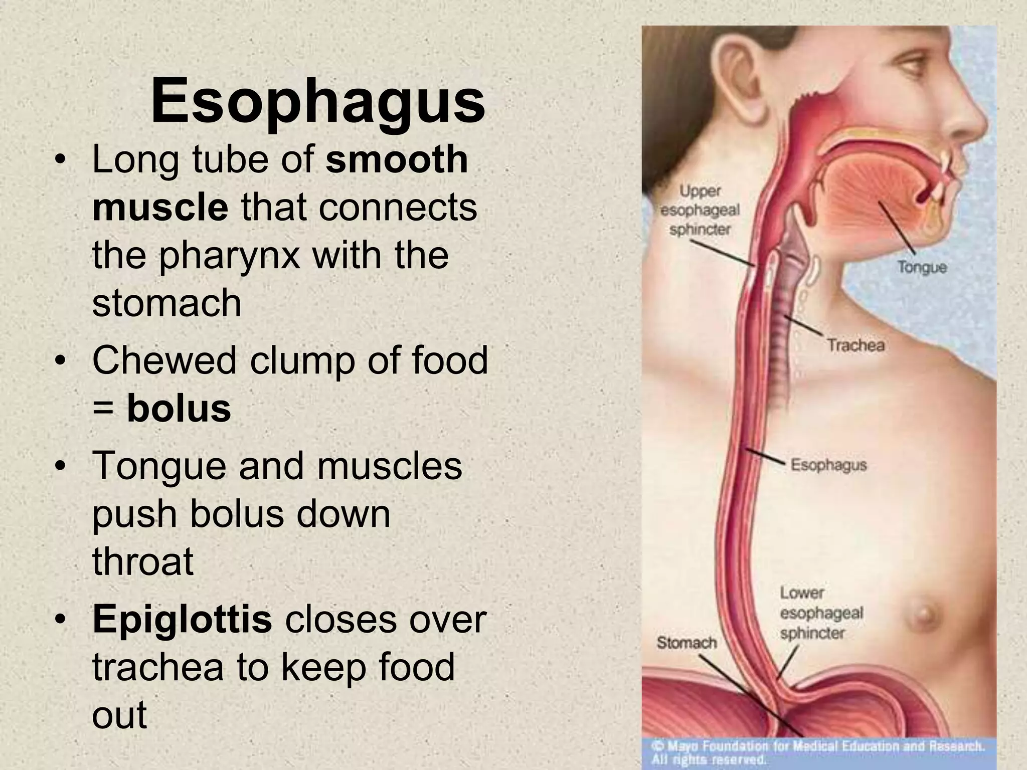 Esophagus
• Long tube of smooth
muscle that connects
the pharynx with the
stomach
• Chewed clump of food
= bolus
• Tongue and muscles
push bolus down
throat
• Epiglottis closes over
trachea to keep food
out
 