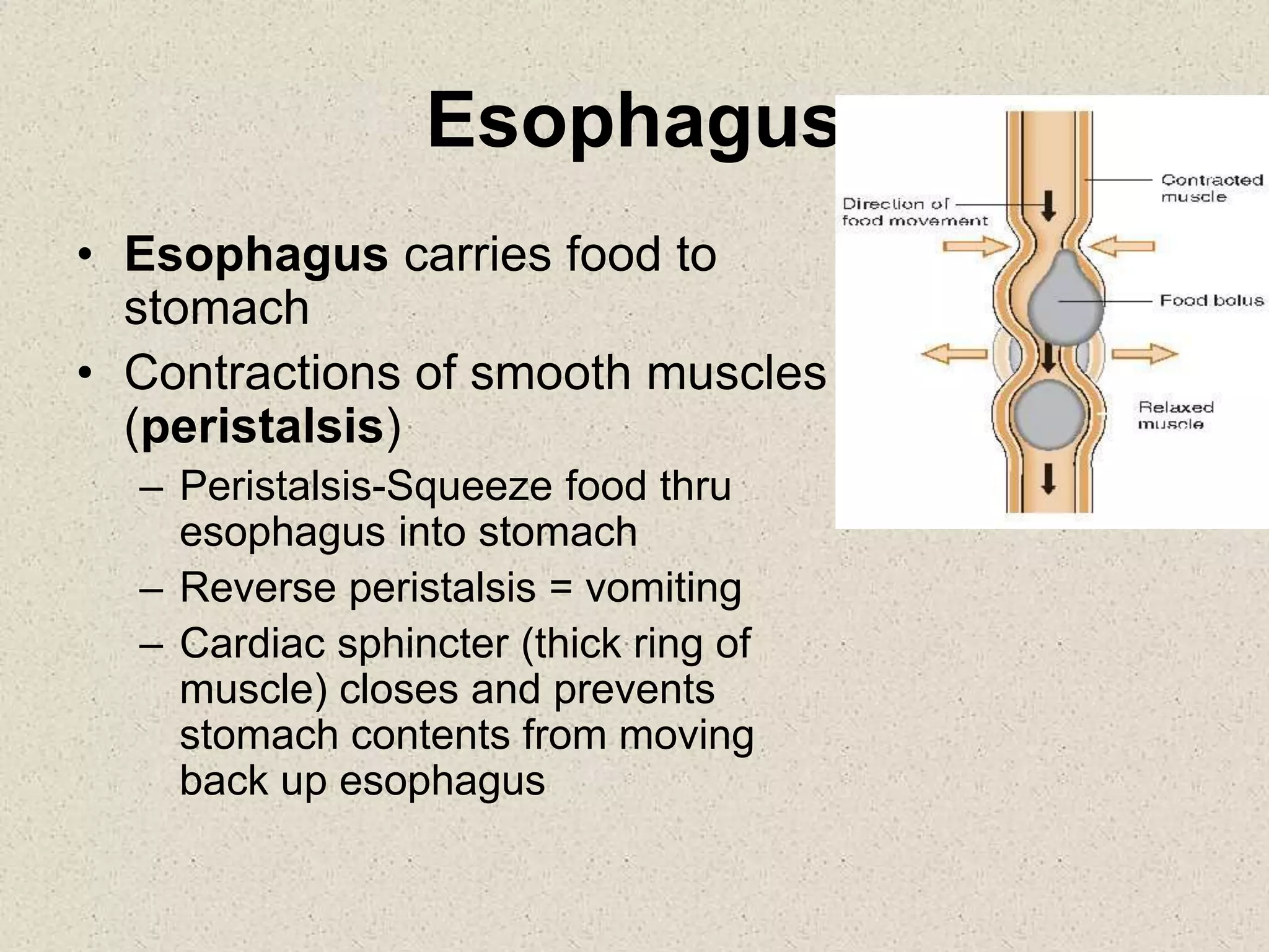Esophagus
• Esophagus carries food to
stomach
• Contractions of smooth muscles
(peristalsis)
– Peristalsis-Squeeze food thru
esophagus into stomach
– Reverse peristalsis = vomiting
– Cardiac sphincter (thick ring of
muscle) closes and prevents
stomach contents from moving
back up esophagus
 