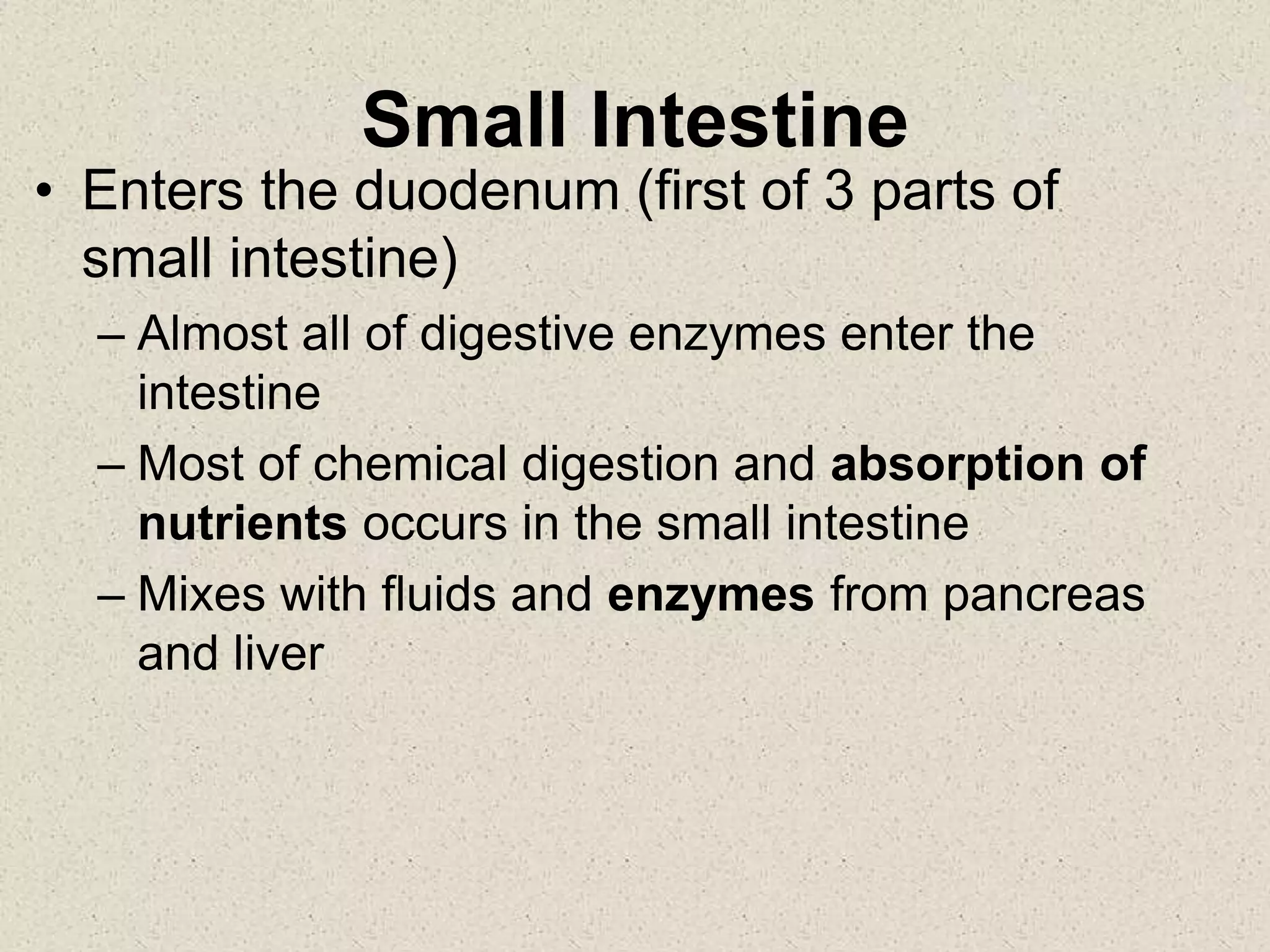 Small Intestine
• Enters the duodenum (first of 3 parts of
small intestine)
– Almost all of digestive enzymes enter the
intestine
– Most of chemical digestion and absorption of
nutrients occurs in the small intestine
– Mixes with fluids and enzymes from pancreas
and liver
 