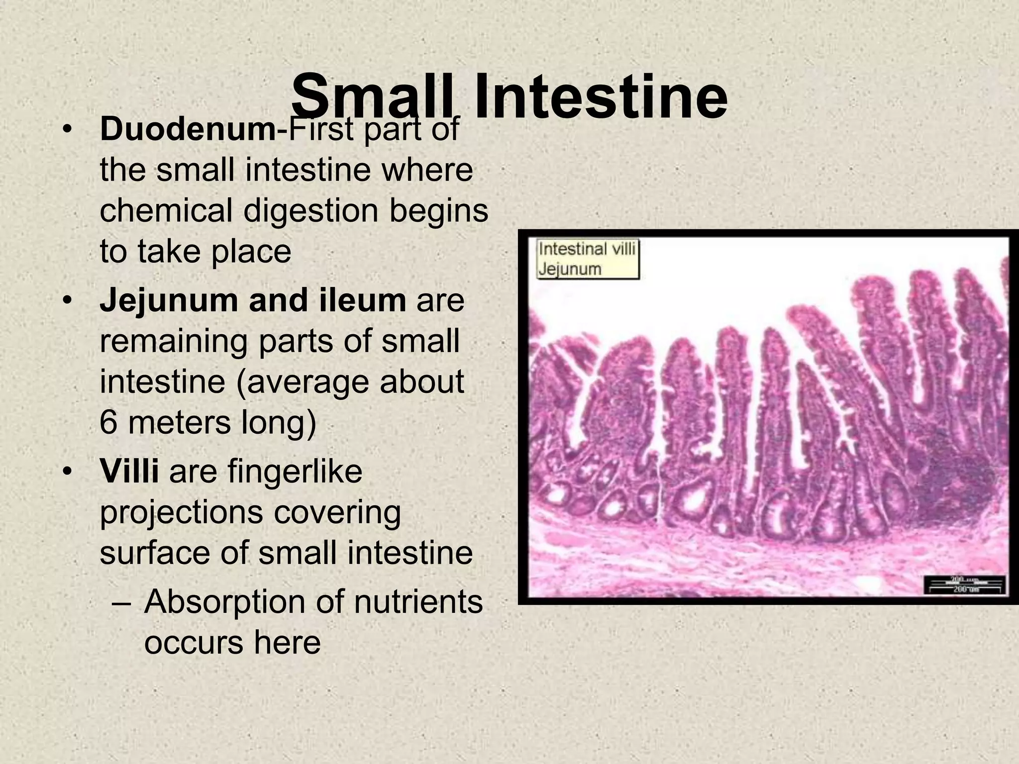 Small Intestine
• Duodenum-First part of
the small intestine where
chemical digestion begins
to take place
• Jejunum and ileum are
remaining parts of small
intestine (average about
6 meters long)
• Villi are fingerlike
projections covering
surface of small intestine
– Absorption of nutrients
occurs here
 