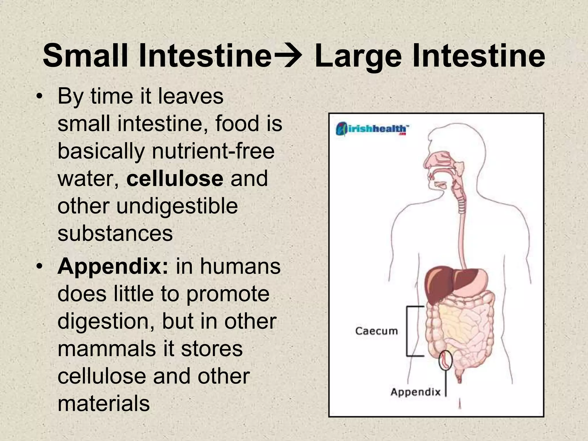 Small Intestine Large Intestine
• By time it leaves
small intestine, food is
basically nutrient-free
water, cellulose and
other undigestible
substances
• Appendix: in humans
does little to promote
digestion, but in other
mammals it stores
cellulose and other
materials
 