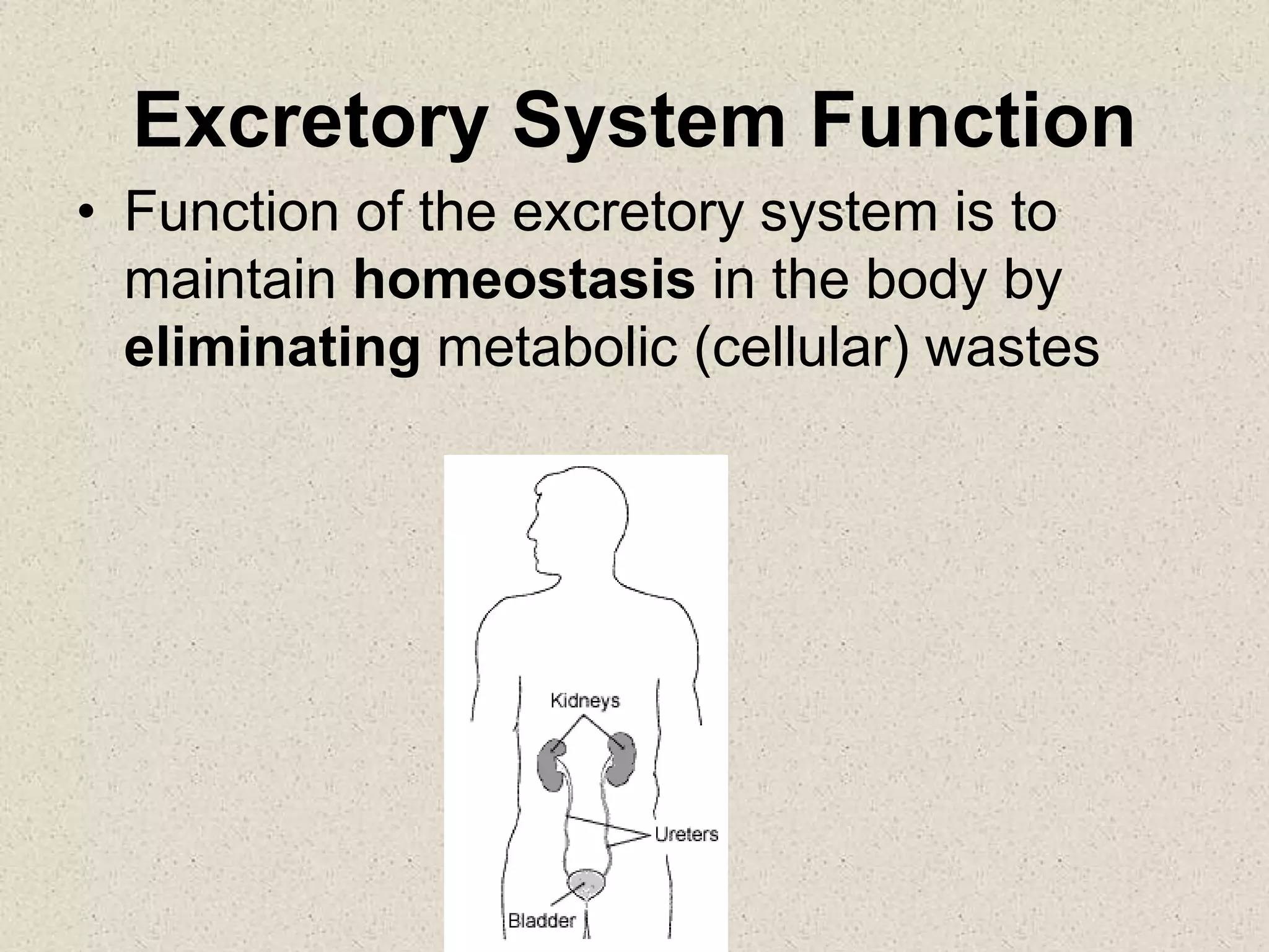 Excretory System Function
• Function of the excretory system is to
maintain homeostasis in the body by
eliminating metabolic (cellular) wastes
 