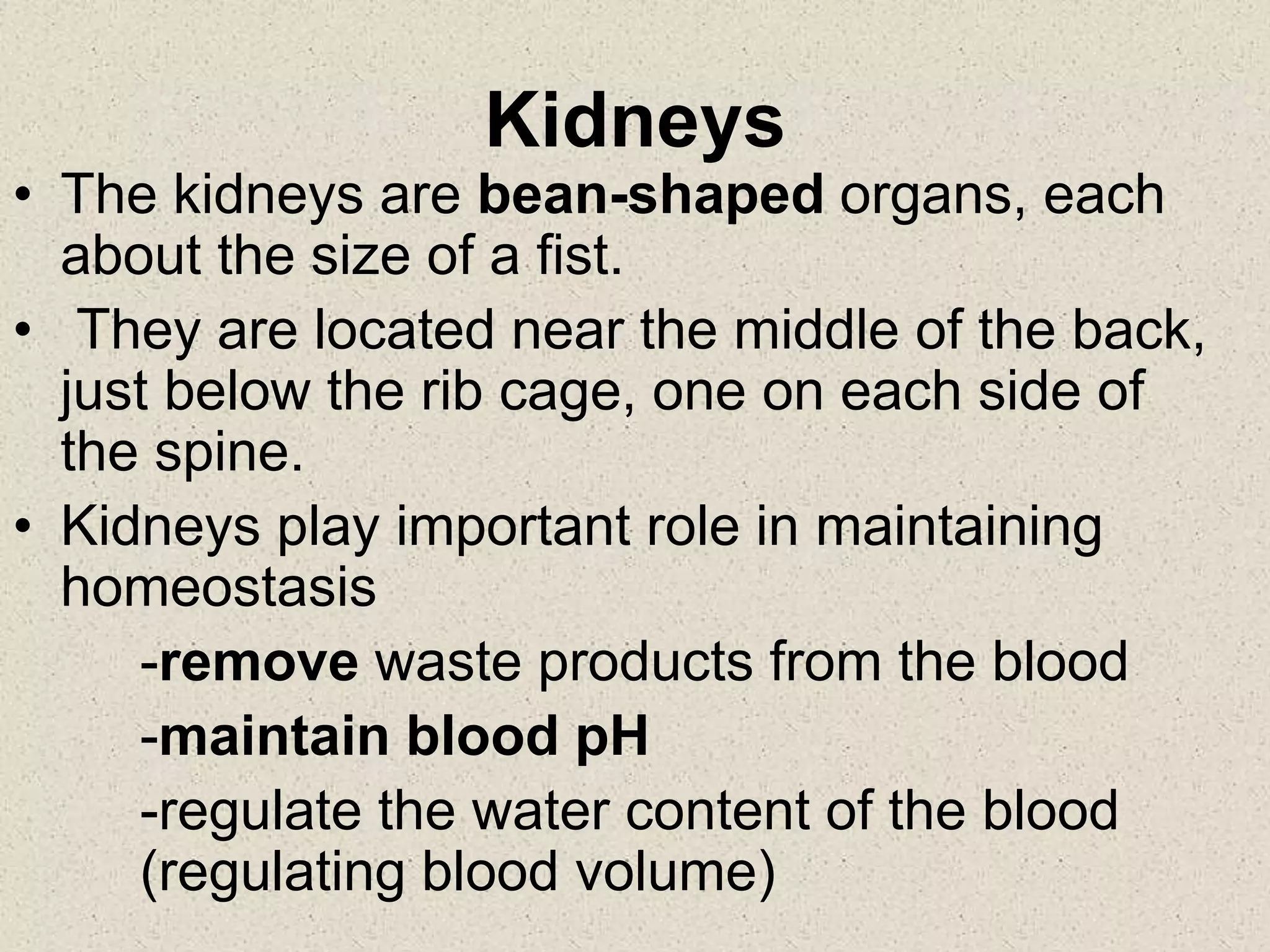 Kidneys
• The kidneys are bean-shaped organs, each
about the size of a fist.
• They are located near the middle of the back,
just below the rib cage, one on each side of
the spine.
• Kidneys play important role in maintaining
homeostasis
-remove waste products from the blood
-maintain blood pH
-regulate the water content of the blood
(regulating blood volume)
 