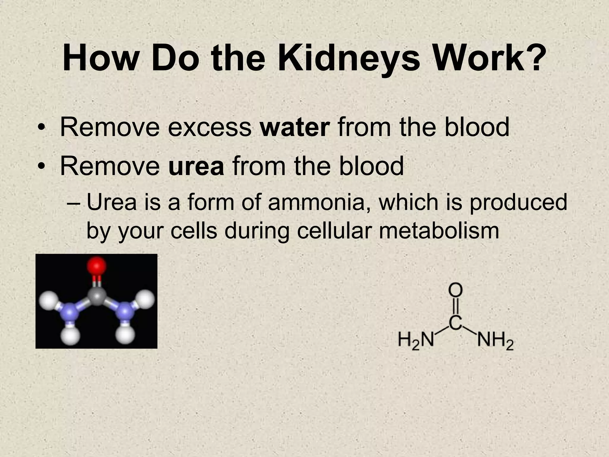 How Do the Kidneys Work?
• Remove excess water from the blood
• Remove urea from the blood
– Urea is a form of ammonia, which is produced
by your cells during cellular metabolism
 