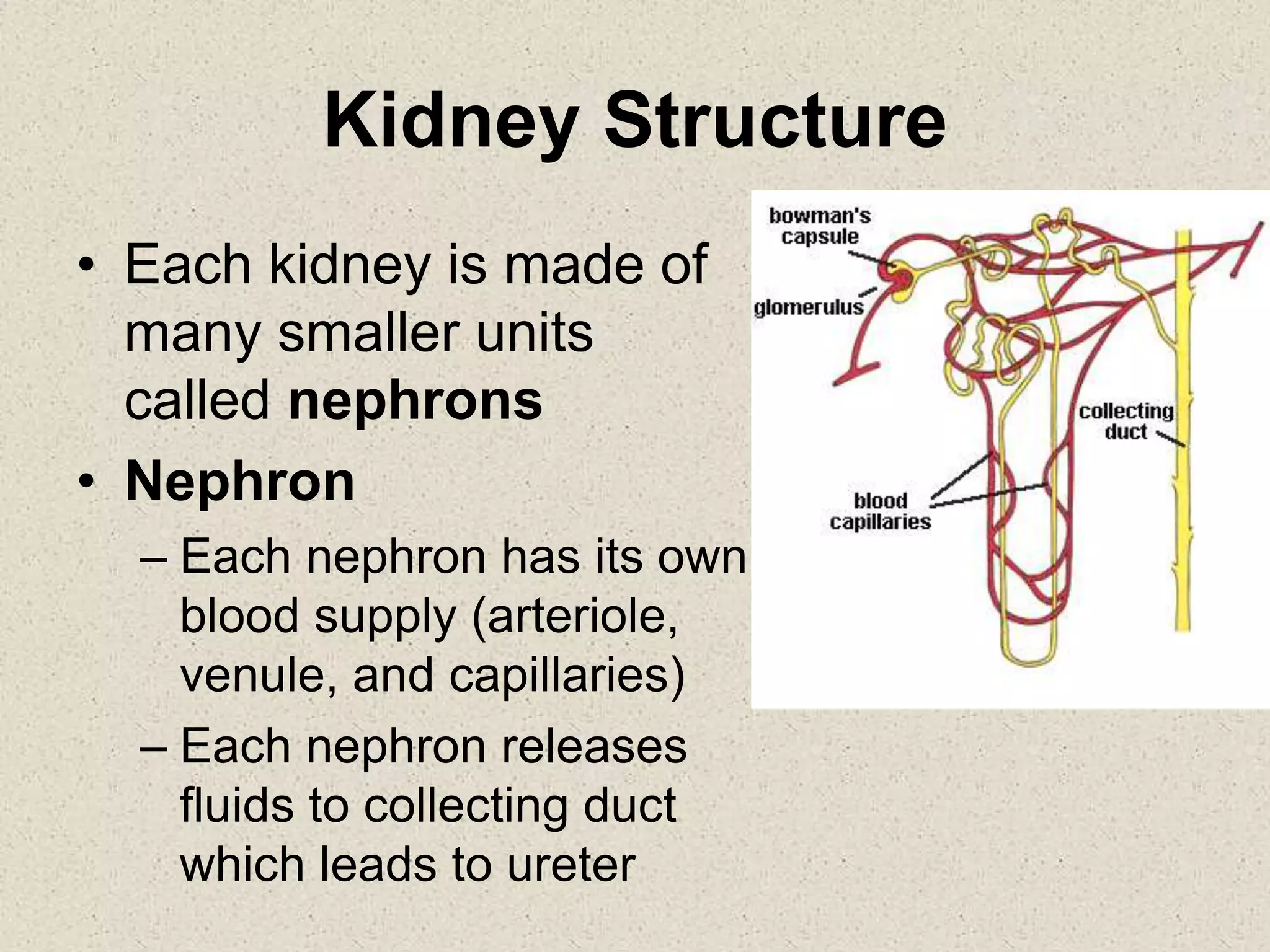 Kidney Structure
• Each kidney is made of
many smaller units
called nephrons
• Nephron
– Each nephron has its own
blood supply (arteriole,
venule, and capillaries)
– Each nephron releases
fluids to collecting duct
which leads to ureter
 