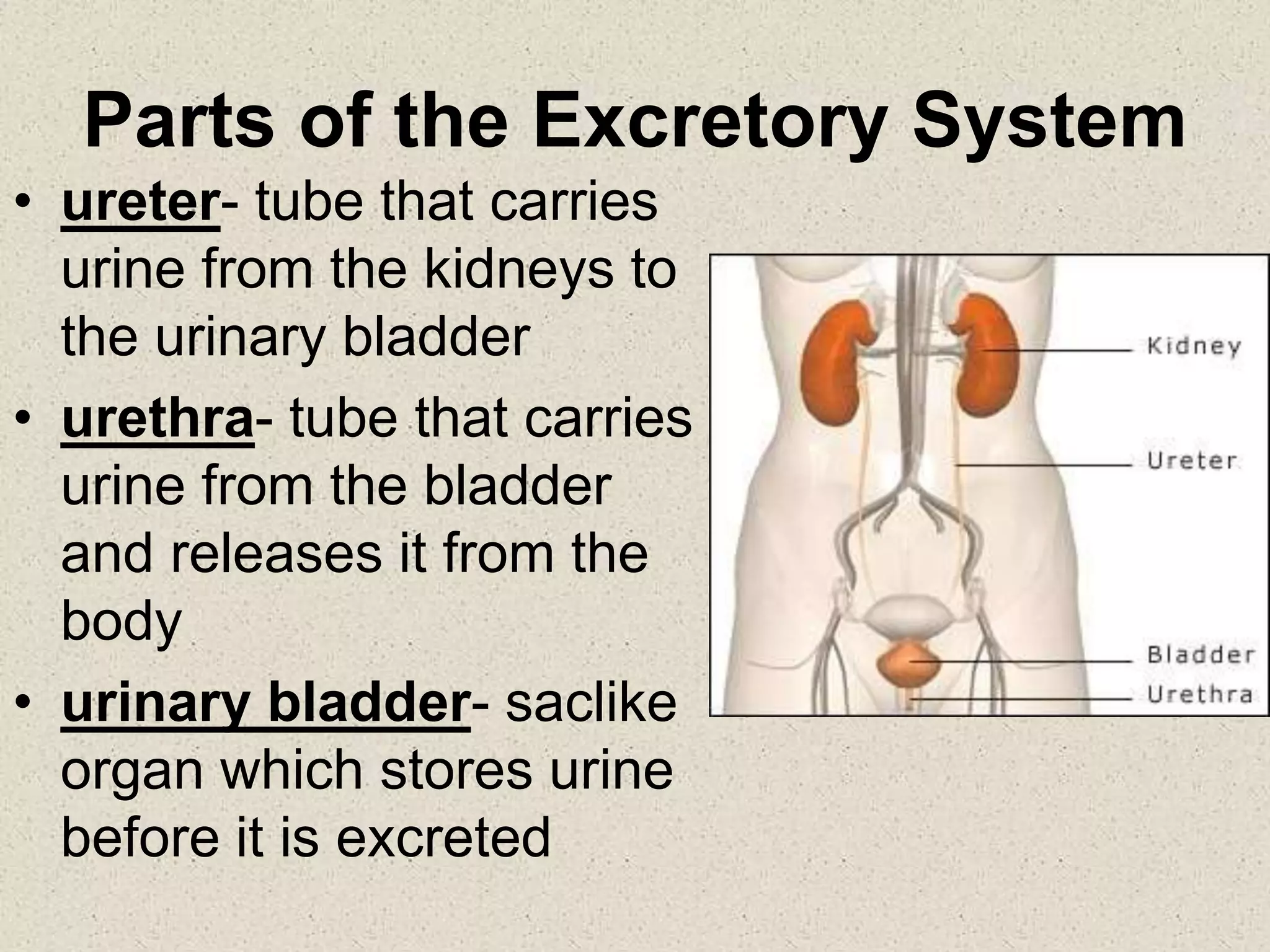Parts of the Excretory System
• ureter- tube that carries
urine from the kidneys to
the urinary bladder
• urethra- tube that carries
urine from the bladder
and releases it from the
body
• urinary bladder- saclike
organ which stores urine
before it is excreted
 