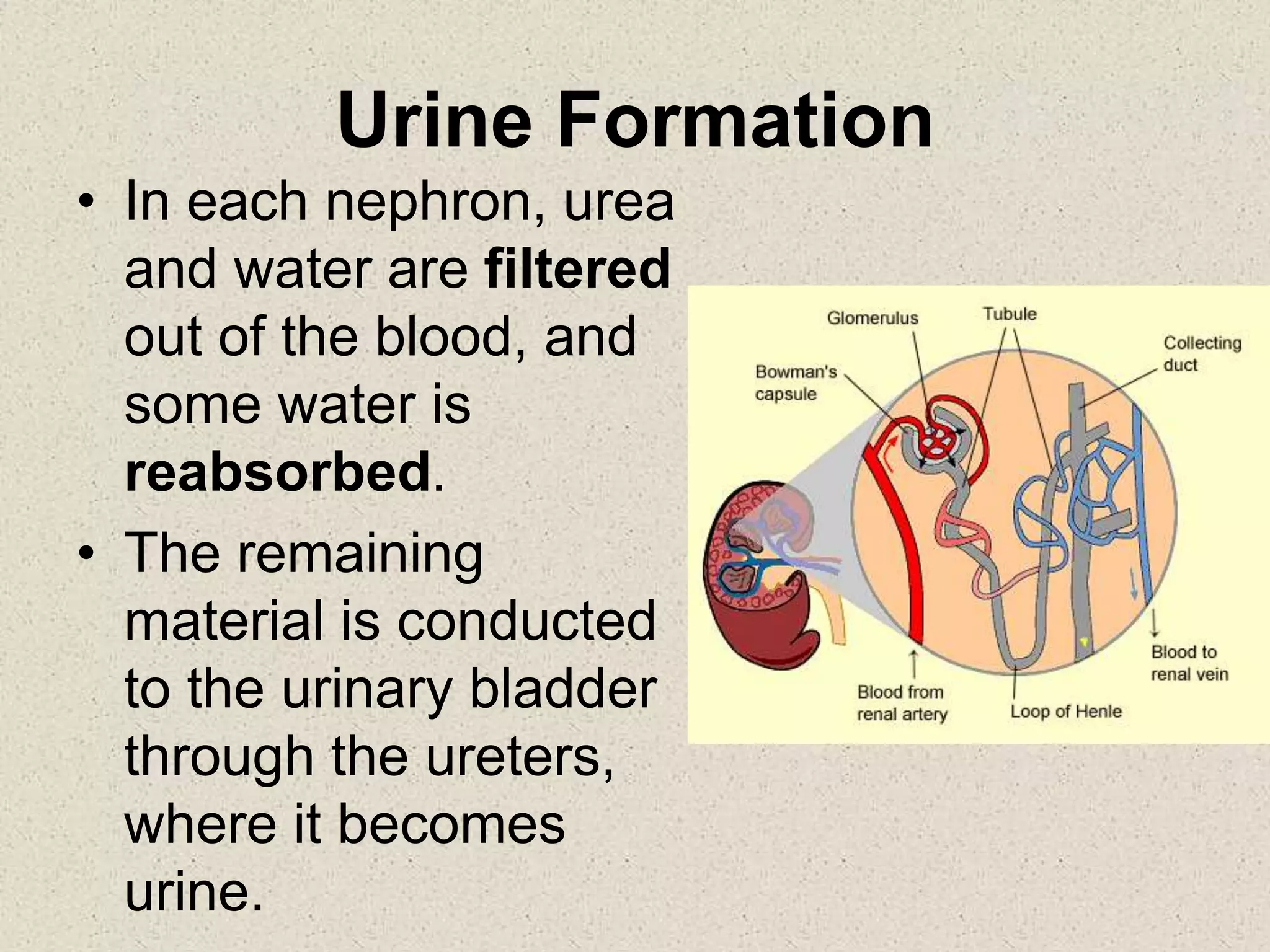 Urine Formation
• In each nephron, urea
and water are filtered
out of the blood, and
some water is
reabsorbed.
• The remaining
material is conducted
to the urinary bladder
through the ureters,
where it becomes
urine.
 