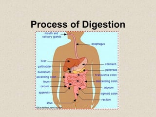 Process of Digestion
 