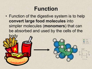 Function
• Function of the digestive system is to help
convert large food molecules into
simpler molecules (monomers) that can
be absorbed and used by the cells of the
body
 