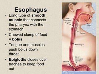 Esophagus
• Long tube of smooth
muscle that connects
the pharynx with the
stomach
• Chewed clump of food
= bolus
• Tongue and muscles
push bolus down
throat
• Epiglottis closes over
trachea to keep food
out
 
