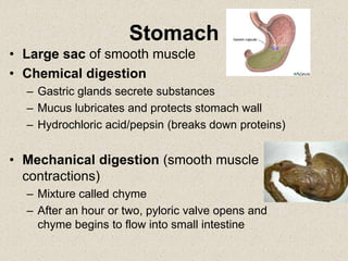 Stomach
• Large sac of smooth muscle
• Chemical digestion
– Gastric glands secrete substances
– Mucus lubricates and protects stomach wall
– Hydrochloric acid/pepsin (breaks down proteins)
• Mechanical digestion (smooth muscle
contractions)
– Mixture called chyme
– After an hour or two, pyloric valve opens and
chyme begins to flow into small intestine
 