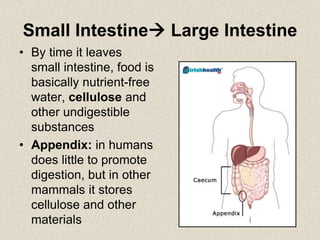 Small Intestine Large Intestine
• By time it leaves
small intestine, food is
basically nutrient-free
water, cellulose and
other undigestible
substances
• Appendix: in humans
does little to promote
digestion, but in other
mammals it stores
cellulose and other
materials
 