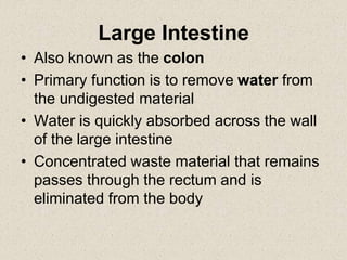 Large Intestine
• Also known as the colon
• Primary function is to remove water from
the undigested material
• Water is quickly absorbed across the wall
of the large intestine
• Concentrated waste material that remains
passes through the rectum and is
eliminated from the body
 
