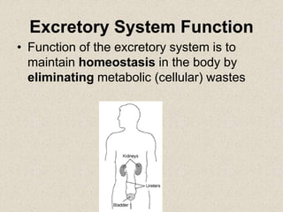 Excretory System Function
• Function of the excretory system is to
maintain homeostasis in the body by
eliminating metabolic (cellular) wastes
 