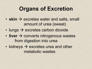 Organs of Excretion
• skin  excretes water and salts, small
amount of urea (sweat)
• lungs  excretes carbon dioxide
• liver  converts nitrogenous wastes
from digestion into urea
• kidneys  excretes urea and other
metabolic wastes
 