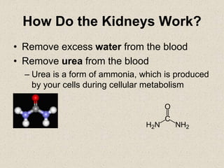How Do the Kidneys Work?
• Remove excess water from the blood
• Remove urea from the blood
– Urea is a form of ammonia, which is produced
by your cells during cellular metabolism
 