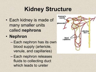 Kidney Structure
• Each kidney is made of
many smaller units
called nephrons
• Nephron
– Each nephron has its own
blood supply (arteriole,
venule, and capillaries)
– Each nephron releases
fluids to collecting duct
which leads to ureter
 
