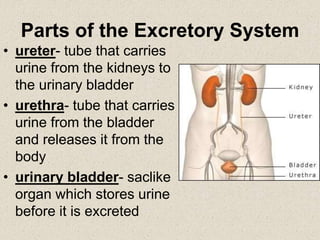 Parts of the Excretory System
• ureter- tube that carries
urine from the kidneys to
the urinary bladder
• urethra- tube that carries
urine from the bladder
and releases it from the
body
• urinary bladder- saclike
organ which stores urine
before it is excreted
 