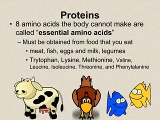 Proteins
• 8 amino acids the body cannot make are
called “essential amino acids”
– Must be obtained from food that you eat
• meat, fish, eggs and milk, legumes
• Trytophan, Lysine, Methionine, Valine,
Leucine, Isoleucine, Threonine, and Phenylalanine
 