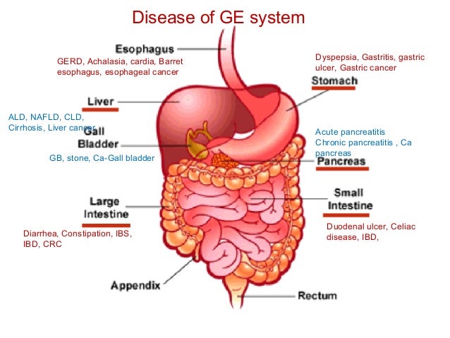 Digestive system and its disease