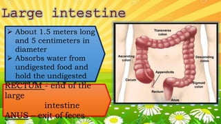  About 1.5 meters long
and 5 centimeters in
diameter
 Absorbs water from
undigested food and
hold the undigested
food for a while and
then excrete it as feces
RECTUM - end of the
large
intestine
ANUS – exit of feces
 