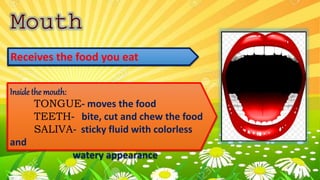 Receives the food you eat
Inside the mouth:
TONGUE- moves the food
TEETH- bite, cut and chew the food
SALIVA- sticky fluid with colorless
and
watery appearance
 