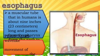  a muscular tube
that in humans is
about nine inches
(23 centimeters)
long and passes
from the pharynx
down the neck to
the stomach
PERISTALSIS-
wavelike
movement of
the
 