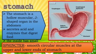  The stomach is a
hollow muscular, J-
shaped organ in the
abdomen
 secretes acid and
enzymes that digest
food
 the inside has small
folds called rugaeSPHINCTER- smooth circular muscles at the
upper and lower ends of stomach
 